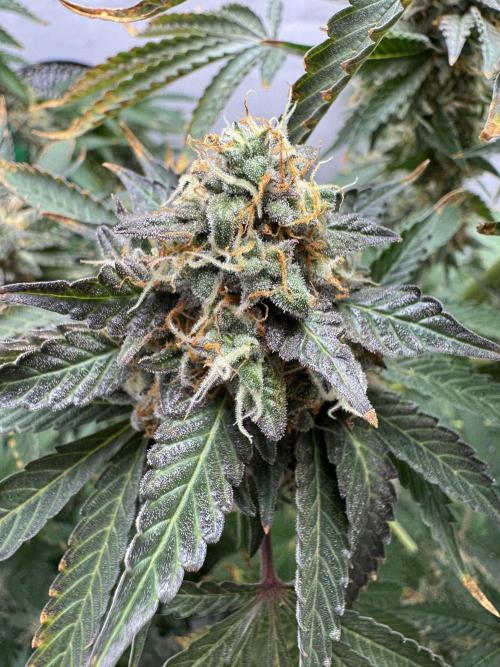 Tangerine Dream - Molly. Week 15