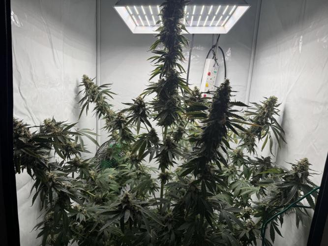 Tangerine Dream - Molly. Week 15