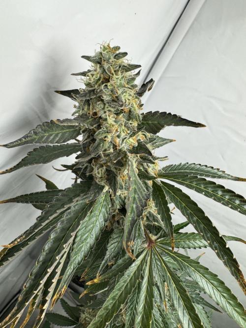 Tangerine Dream - Molly. Week 15