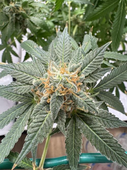 Tangerine Dream - Molly. Week 15