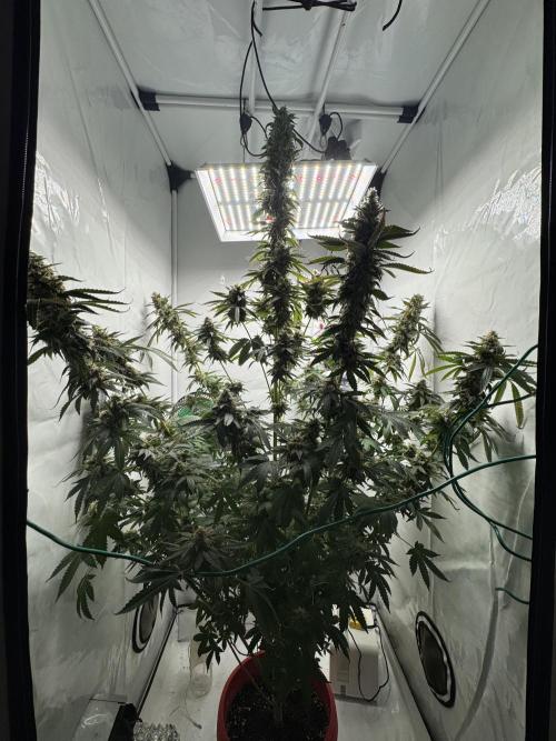 Tangerine Dream - Molly. Week 15