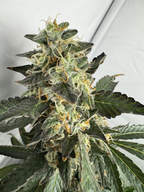 Tangerine Dream - Molly. Week 15