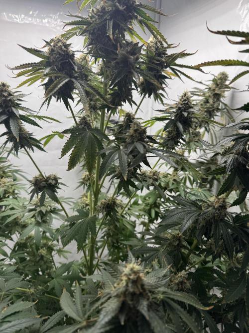 Tangerine Dream - Molly. Week 15