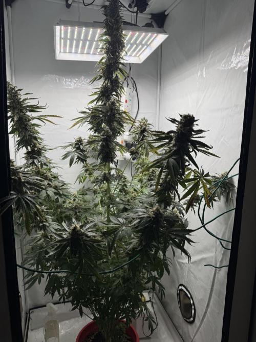 Tangerine Dream - Molly. Week 15