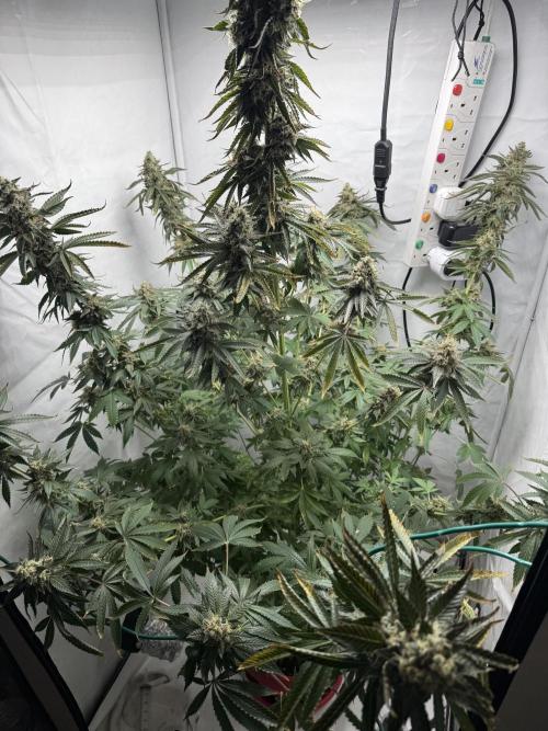 Tangerine Dream - Molly. Week 15 - What a massive f beast!