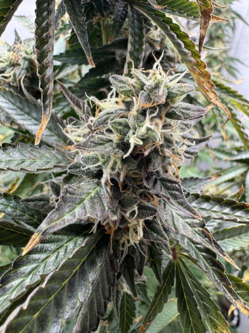 Tangerine Dream - Molly. Week 15