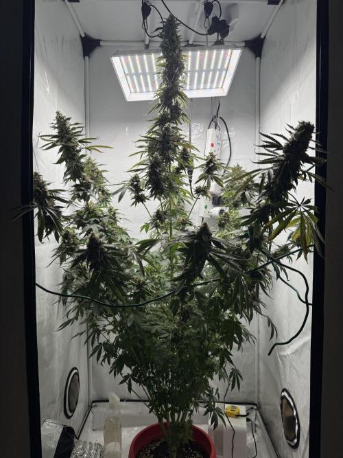 Tangerine Dream - Molly. Week 15