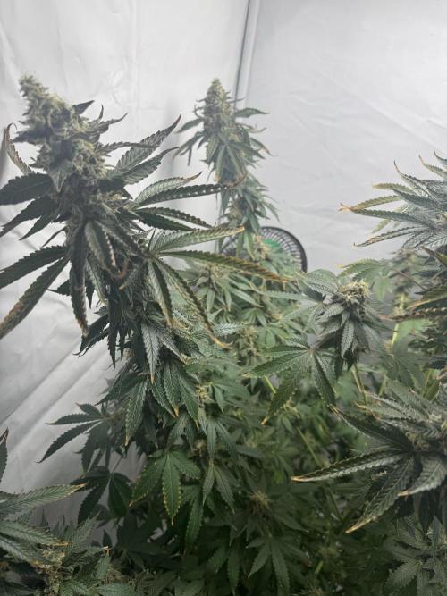 Tangerine Dream - Molly. Week 15