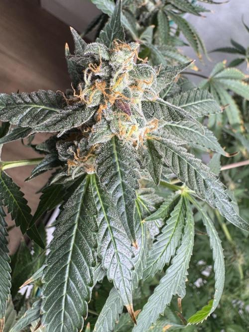 Tangerine Dream - Molly. Week 15