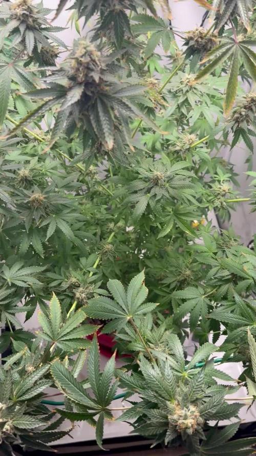 Tangerine Dream - Molly