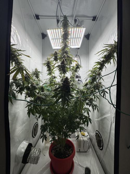 Tangerine Dream - Molly. Week 15