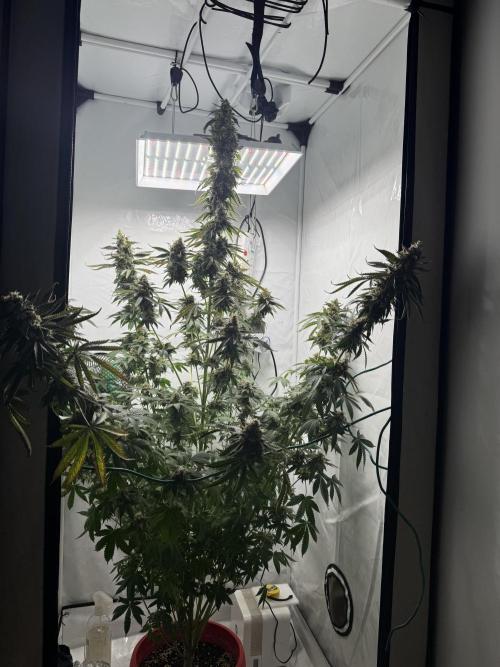 Tangerine Dream - Molly. Week 15