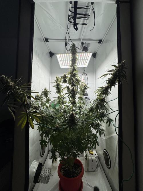 Tangerine Dream - Molly. Week 15