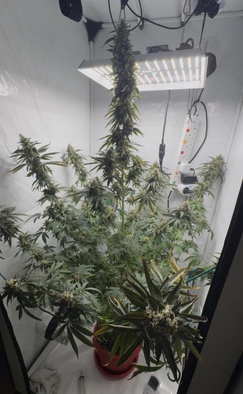 Tangerine Dream - Molly. Week 15