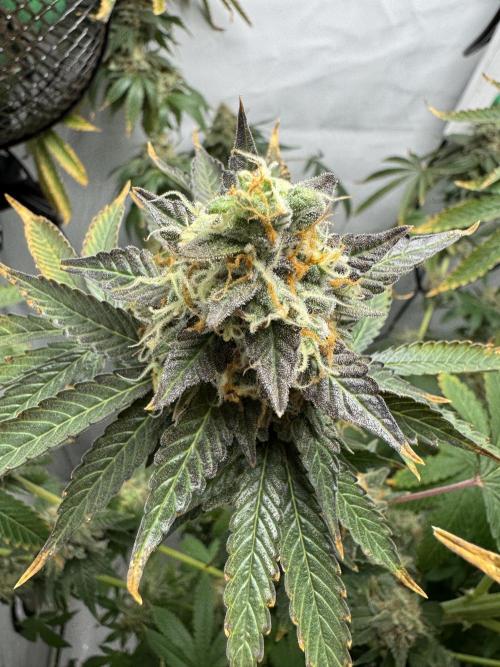 Tangerine Dream - Molly. Week 15