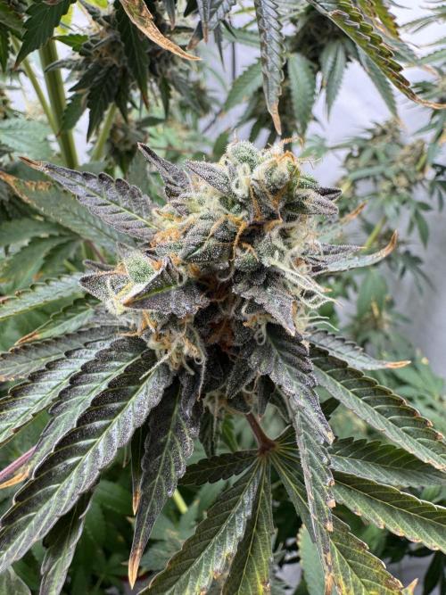 Tangerine Dream - Molly. Week 15