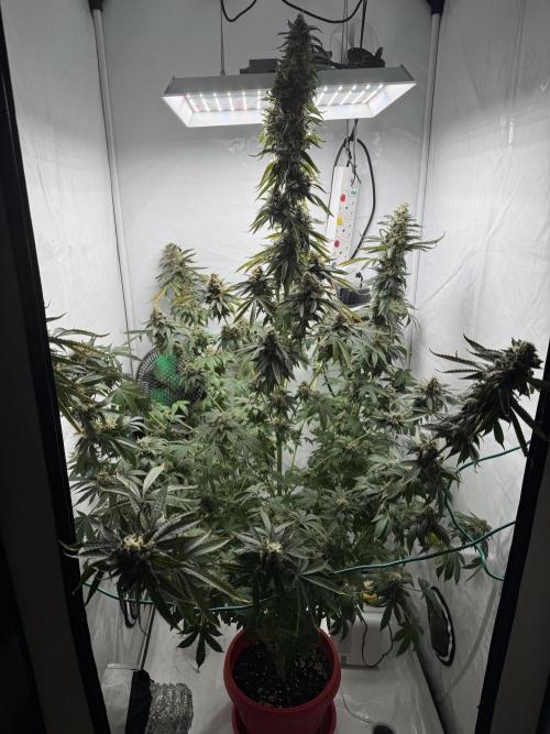 Tangerine Dream - Molly. Week 15