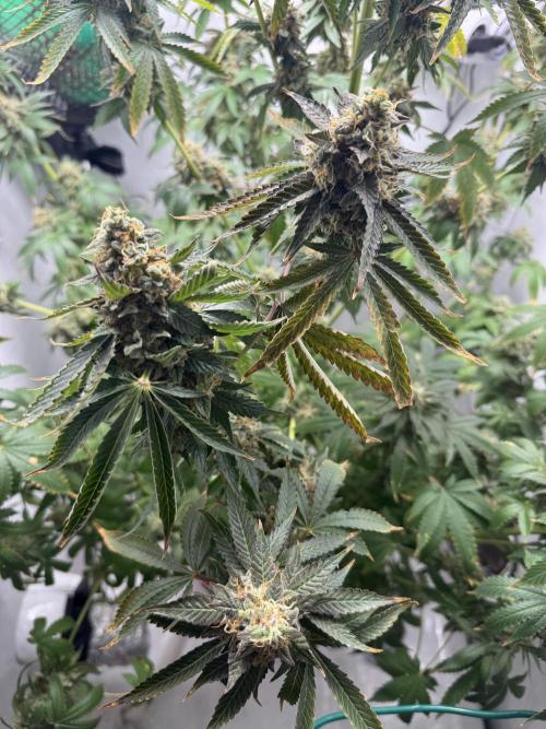 Tangerine Dream - Molly. Week 15