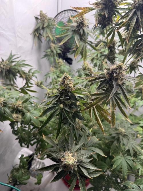 Tangerine Dream - Molly. Week 15