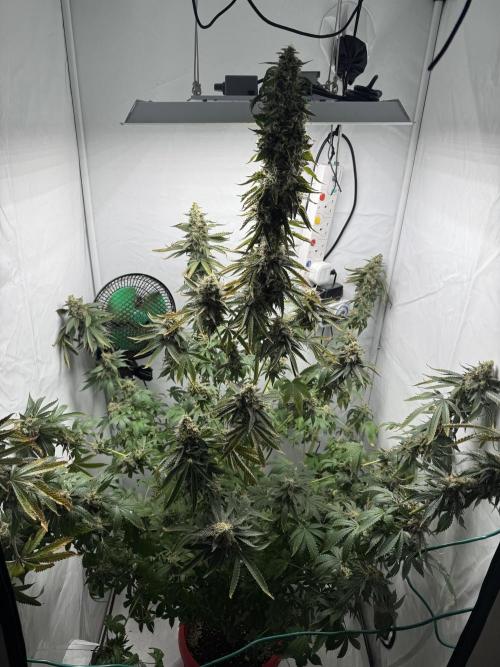 Tangerine Dream - Molly. Week 15