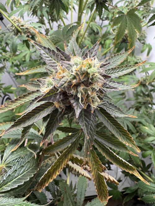 Tangerine Dream - Molly. Week 15