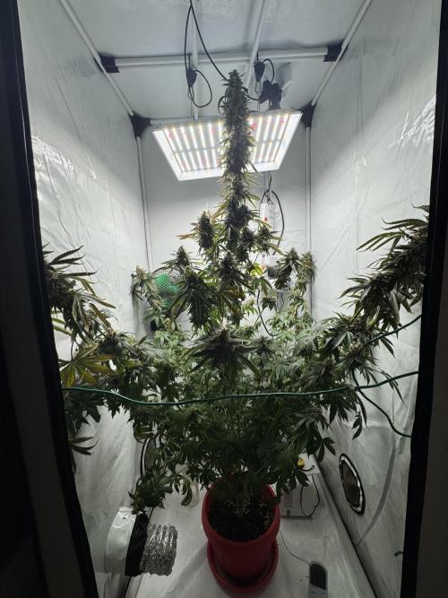 Tangerine Dream - Molly. Week 15