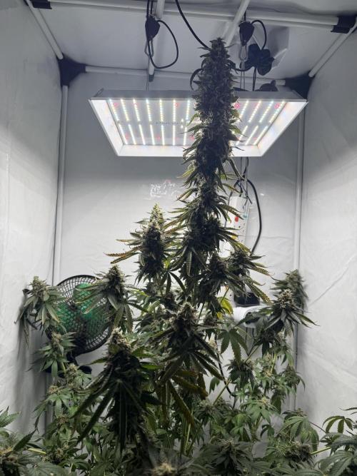 Tangerine Dream - Molly. Week 15