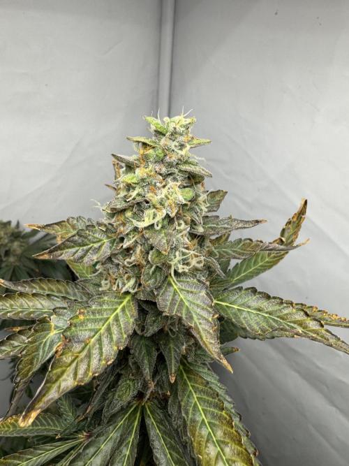 Tangerine Dream - Molly. Week 15