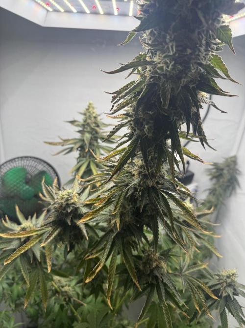 Tangerine Dream - Molly. Week 15