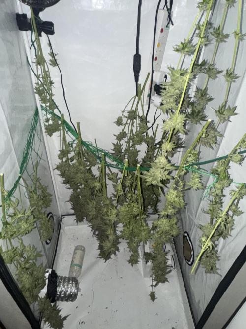 Tangerine Dream - Molly. Week 16