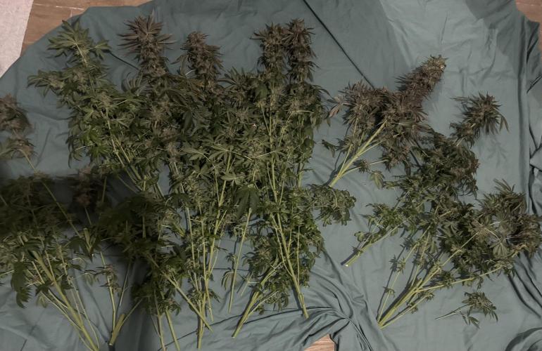 Tangerine Dream - Molly. Week 16