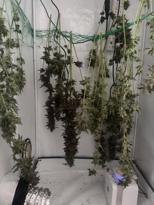 Tangerine Dream - Molly. Week 16