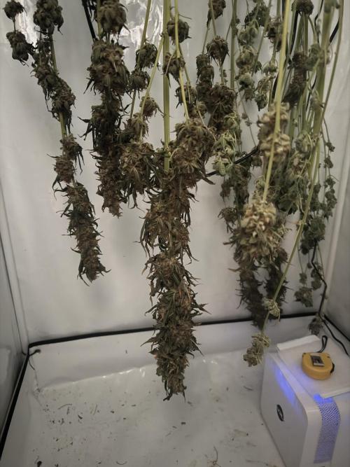 Tangerine Dream - Molly. Week 16