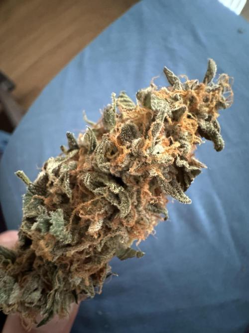 Tangerine Dream - Molly. Week 16