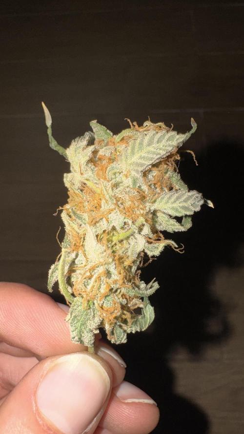 Tangerine Dream - Molly. Week 16