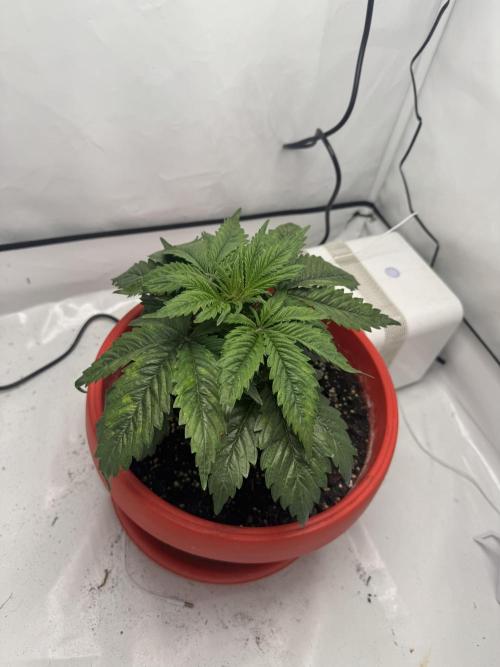 Sleepy Joe - Ursola. Week 4