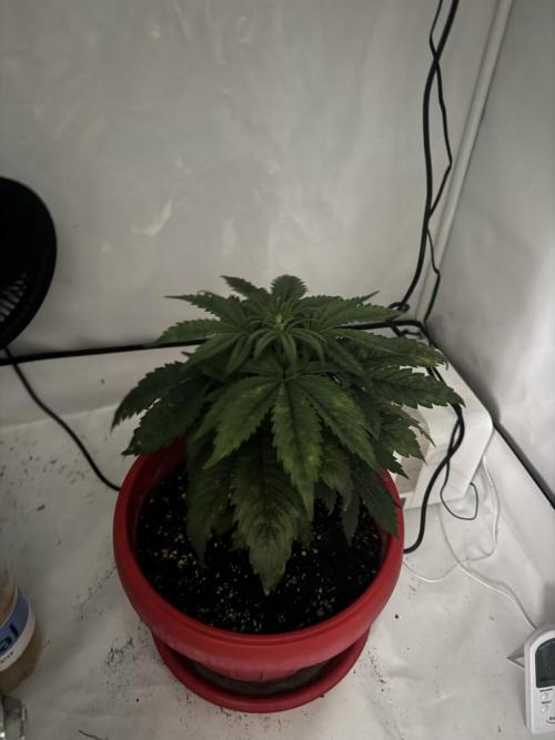 Sleepy Joe - Ursola. Week 5