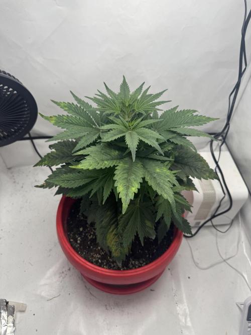 Sleepy Joe - Ursola. Week 5