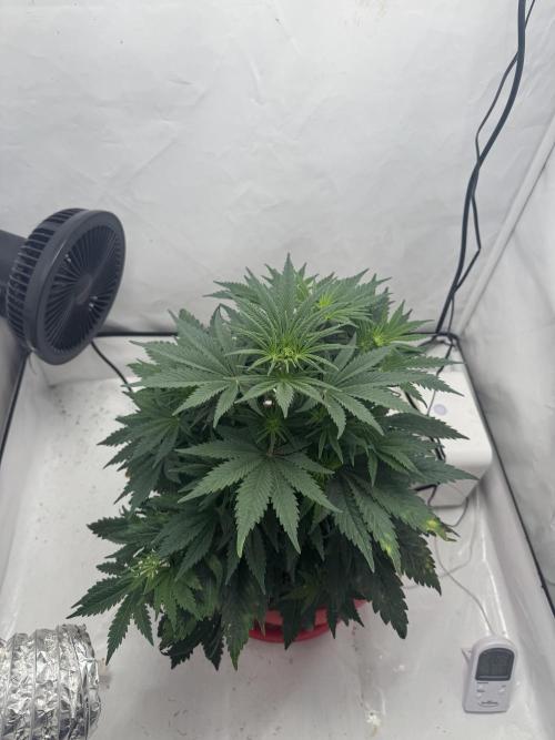 Sleepy Joe - Ursola. Week 5