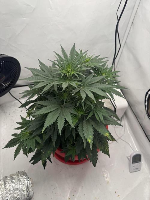 Sleepy Joe - Ursola. Week 6