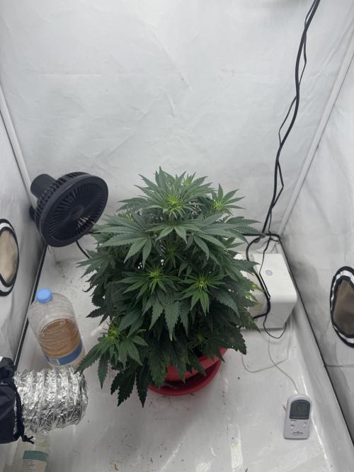 Sleepy Joe - Ursola. Week 6