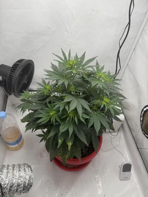 Sleepy Joe - Ursola. Week 6