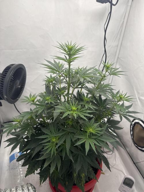 Sleepy Joe - Ursola. Week 7