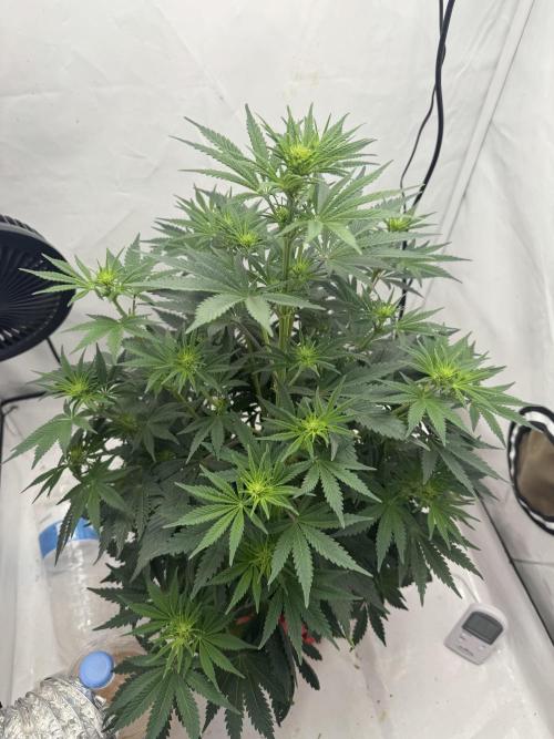 Sleepy Joe - Ursola. Week 7