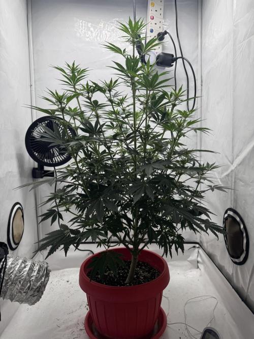 Sleepy Joe - Ursola. Week 7