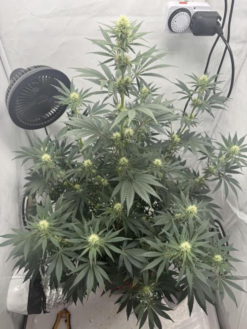 Sleepy Joe - Ursola. Week 8