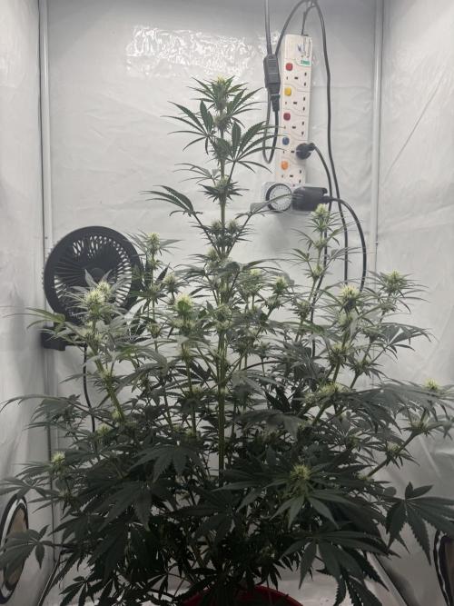 Sleepy Joe - Ursola. Week 8
