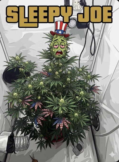 Sleepy Joe. Week 9