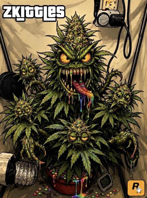 Auto Zkittlez genetics (USA). Week 13