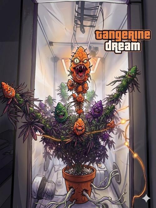 Tangerine Dream. Week 16